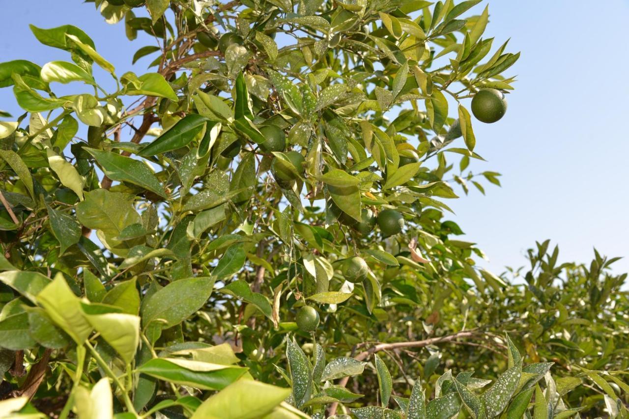 Corte Del Sole ماندوريا المظهر الخارجي الصورة